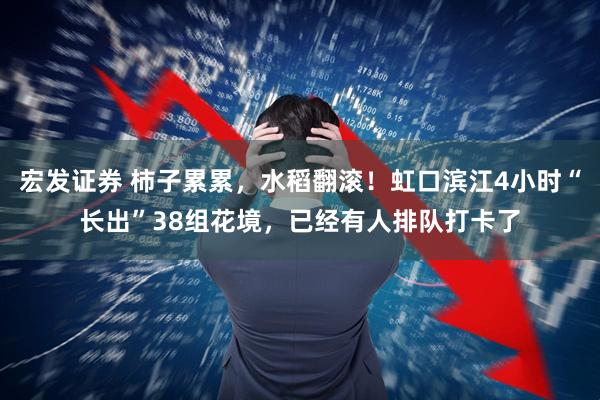 宏发证券 柿子累累，水稻翻滚！虹口滨江4小时“长出”38组花境，已经有人排队打卡了